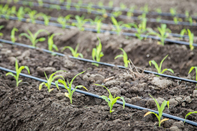 Corn seedlings on drip irrigation