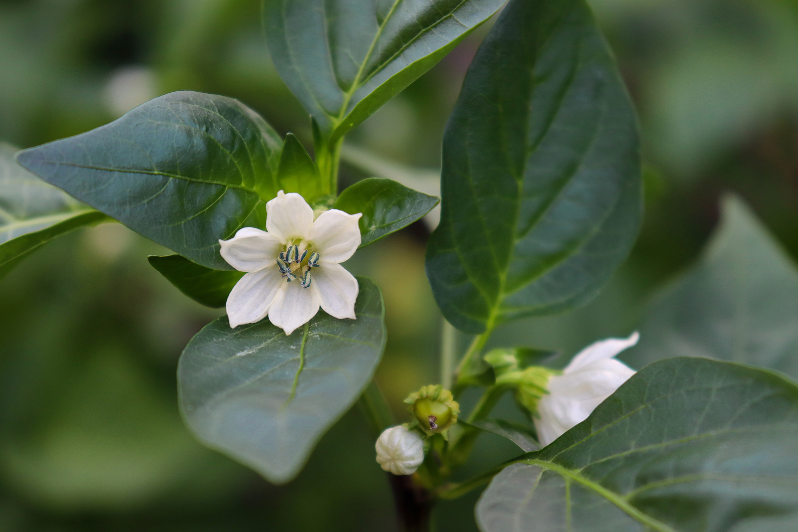 Bell pepper flowers
