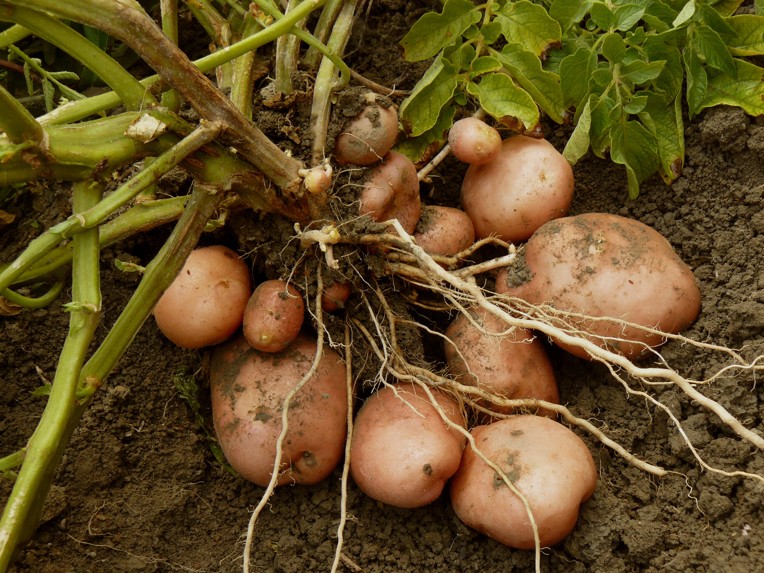 Potatoes before harvest