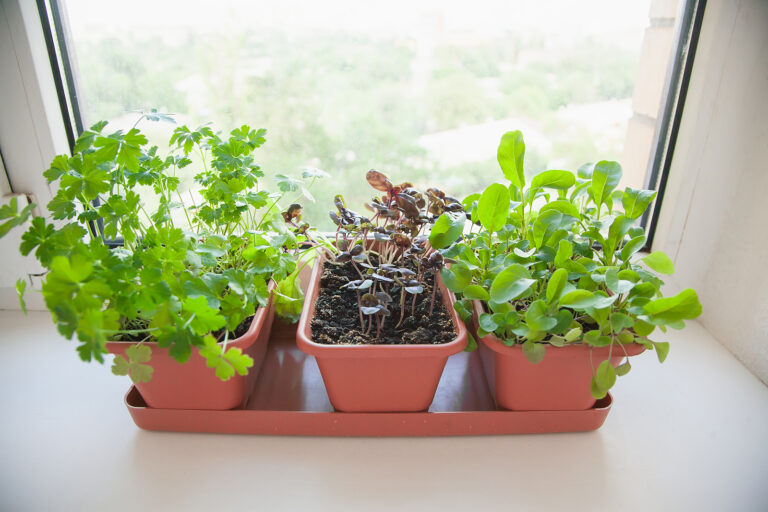 Indoor pots with herbs