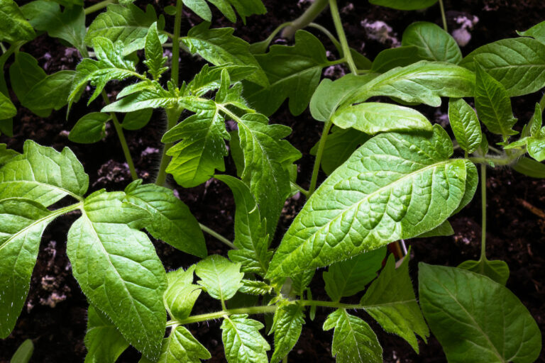 Tomato leaves