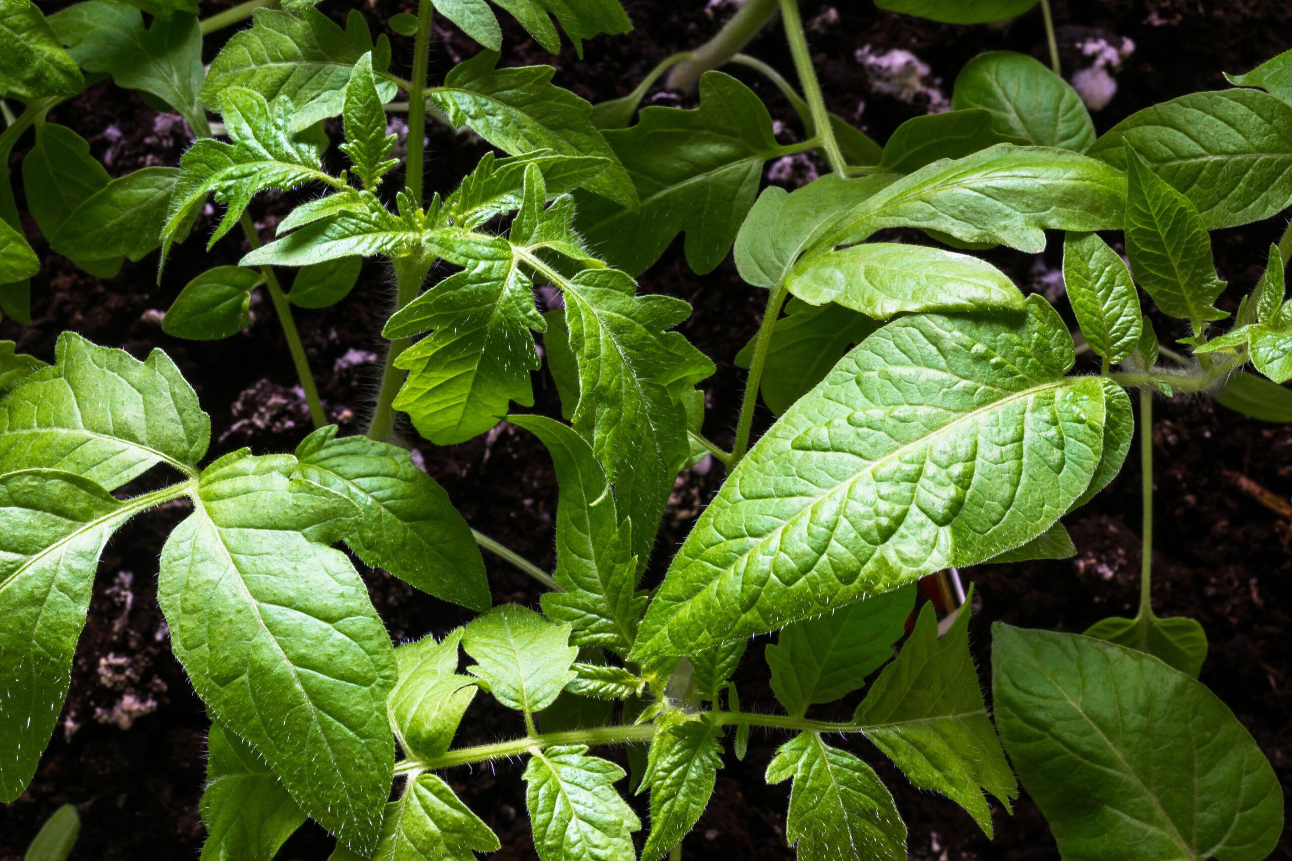 Tomato leaves
