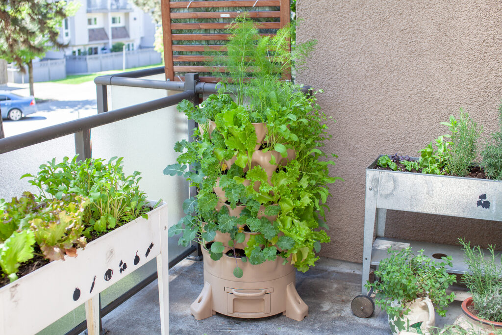 Lettuce growing in a tall self-watering container
