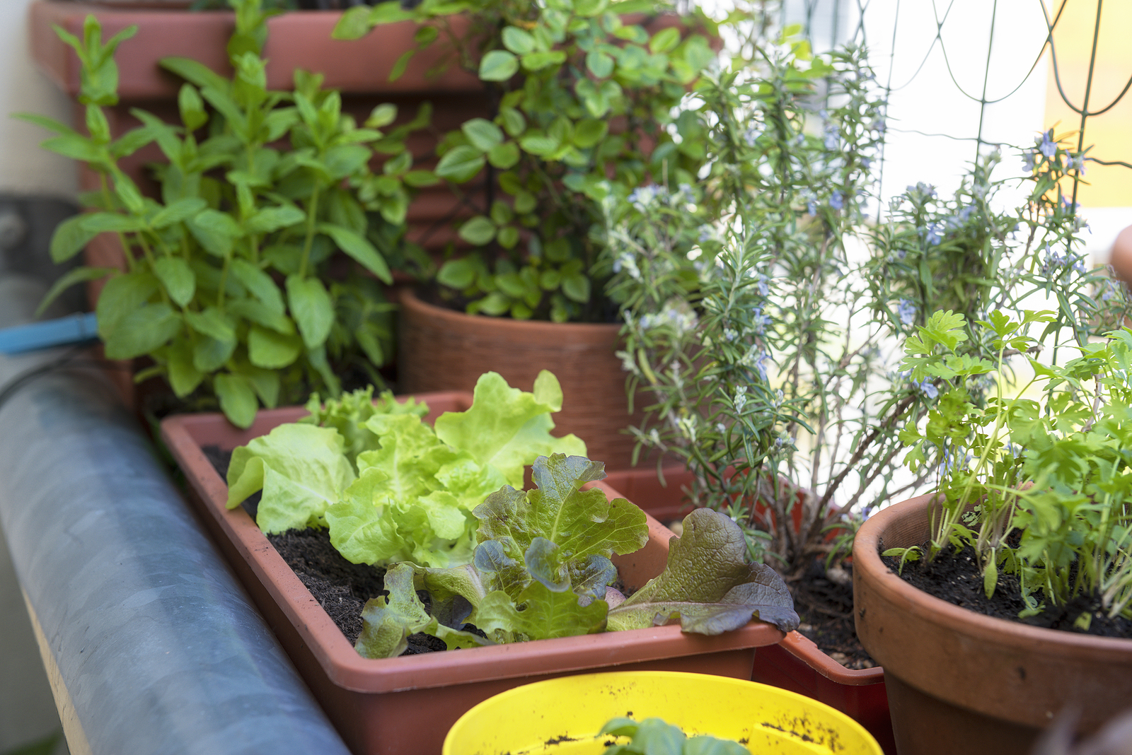 Lettuce and herbs on the balcony