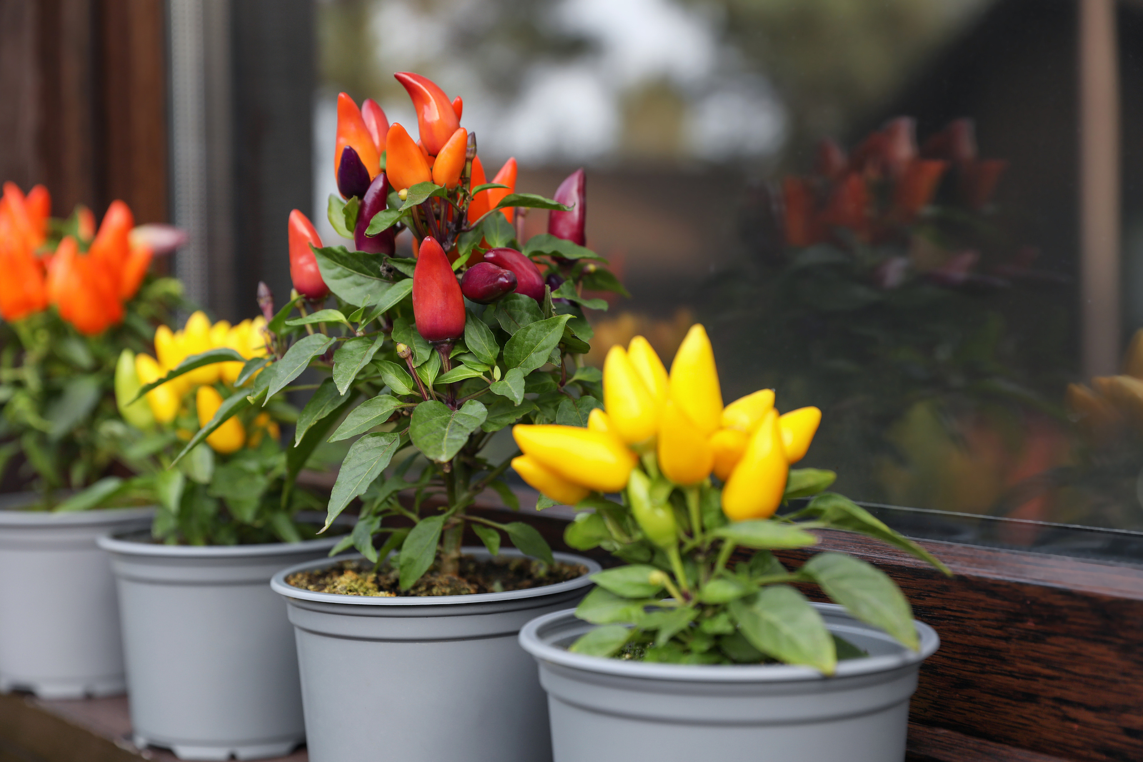 Peppers growing in containers