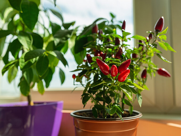 Chili pepper growing in pot