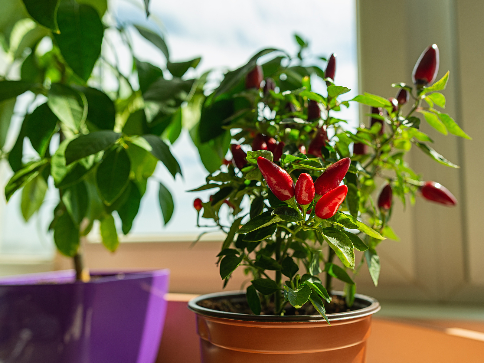 Chili pepper growing in pot