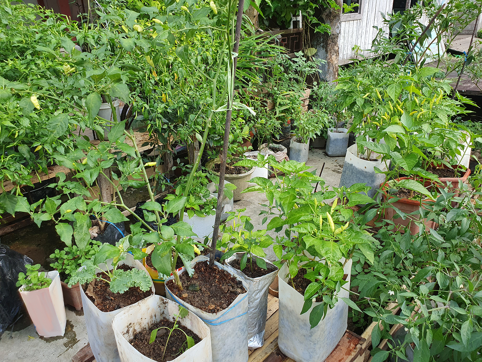 Peppers growing in containers on a patio