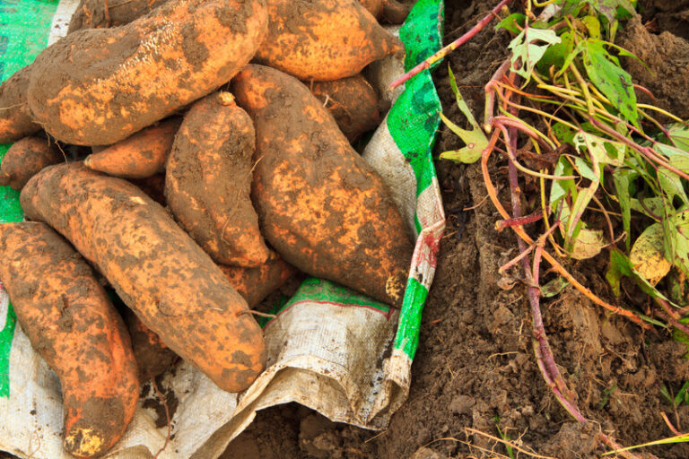 Sweet potato grow bag yield