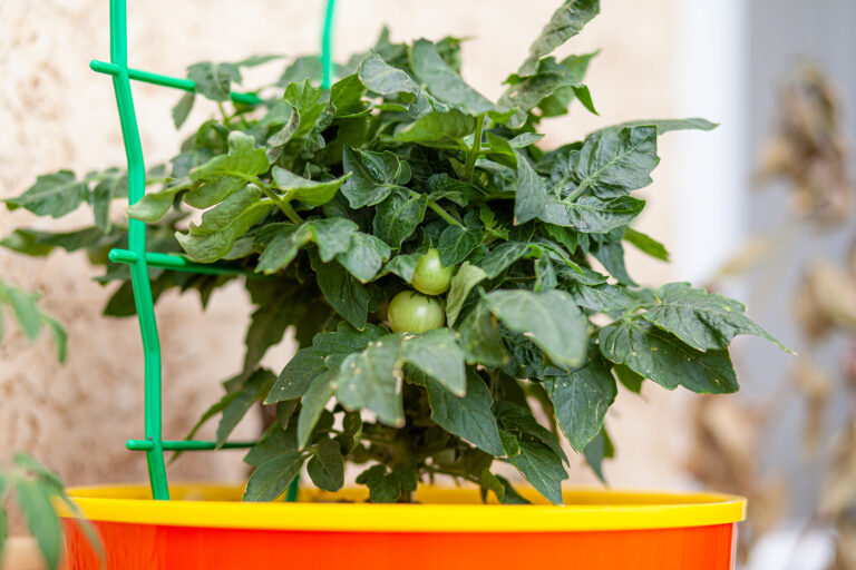 Tomato plant in ceramic pot