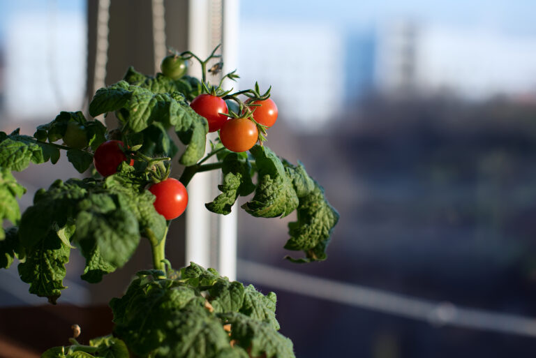 Tomato growing in container