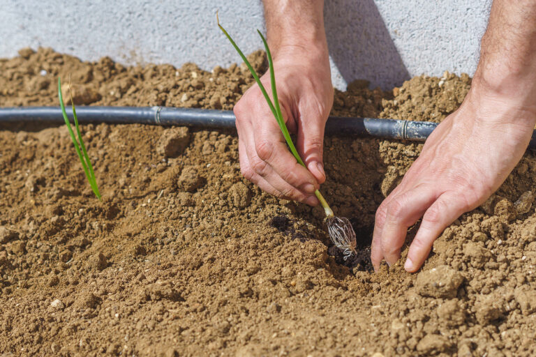 Transplanting an onion seedlings