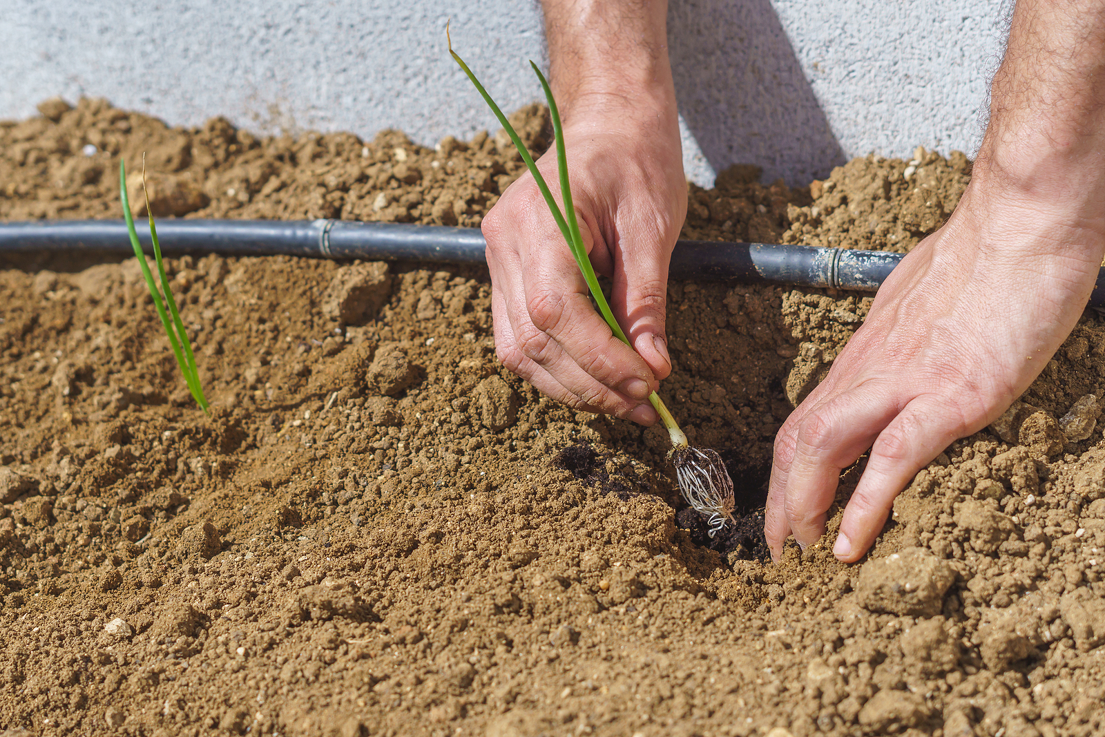 Transplanting an onion seedlings