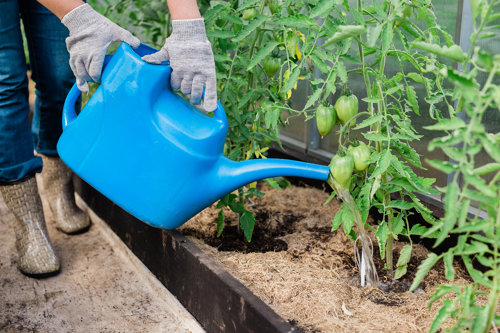 Watering tomatoes