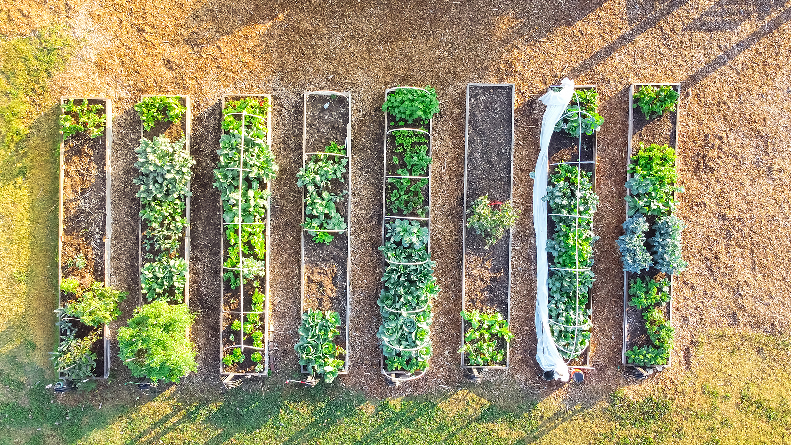 Vegetable garden beds