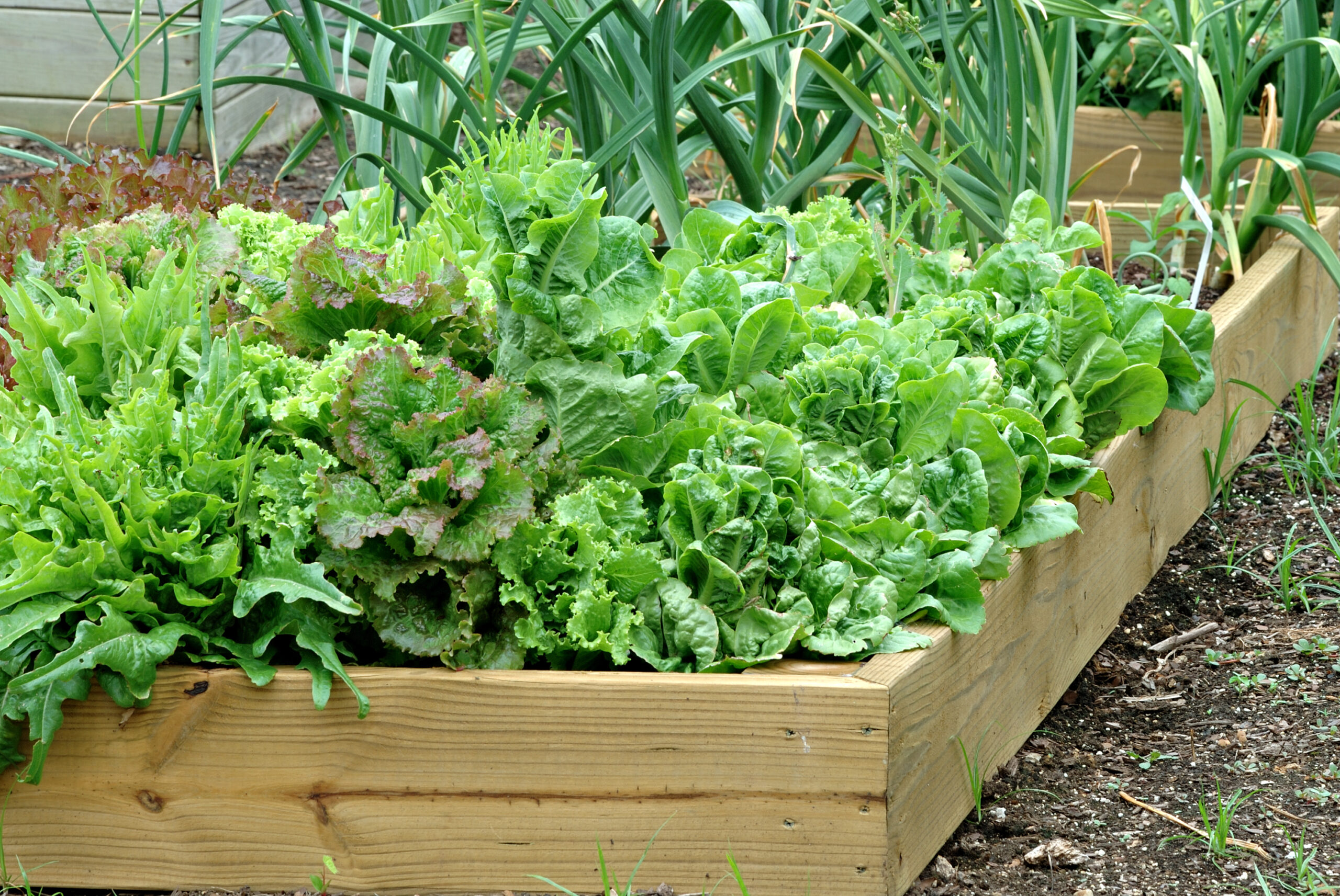 Greens growing in raised bed