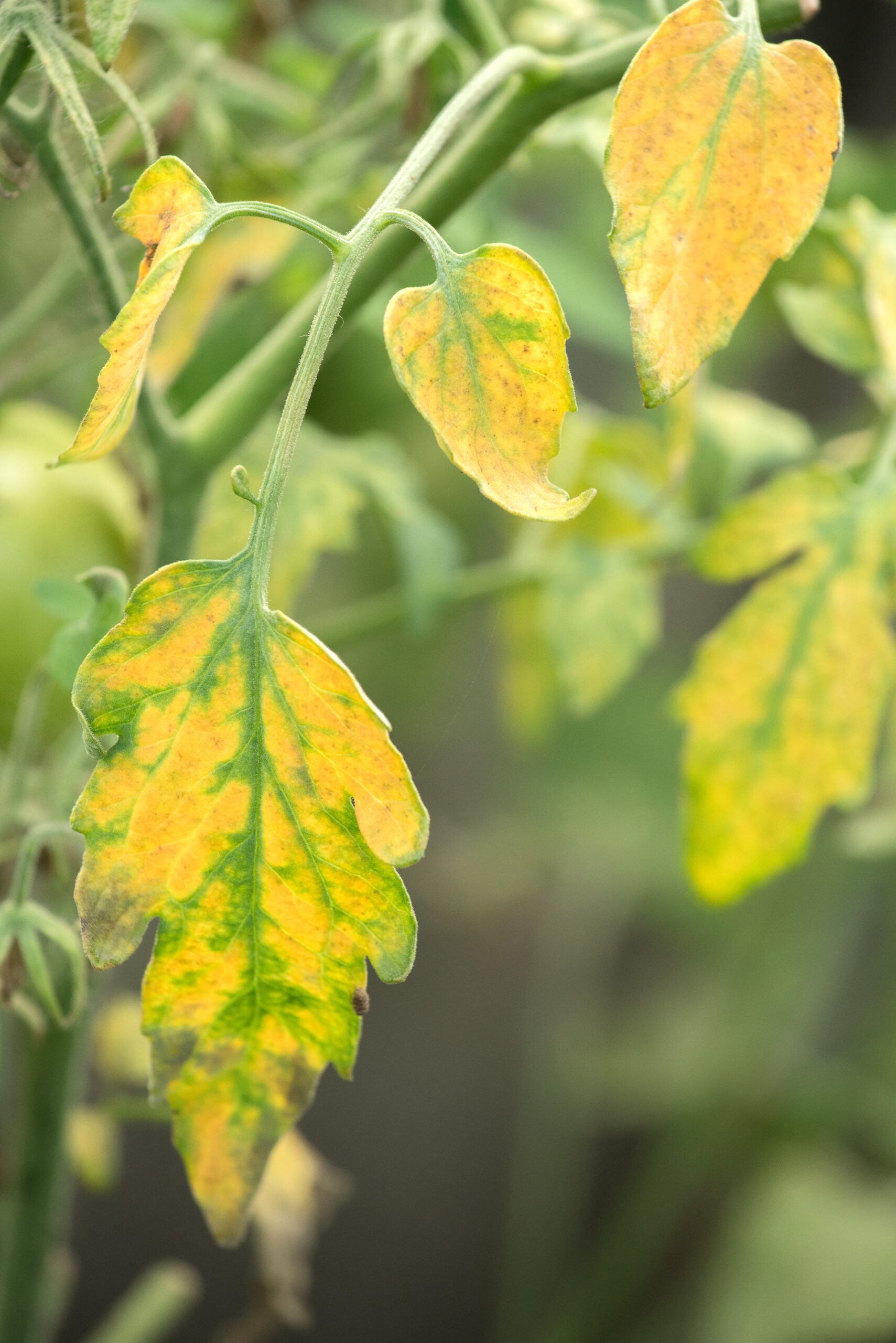 Yellow tomato leaves