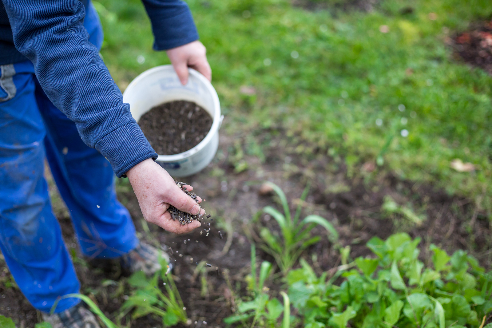 Fertilizing vegetables