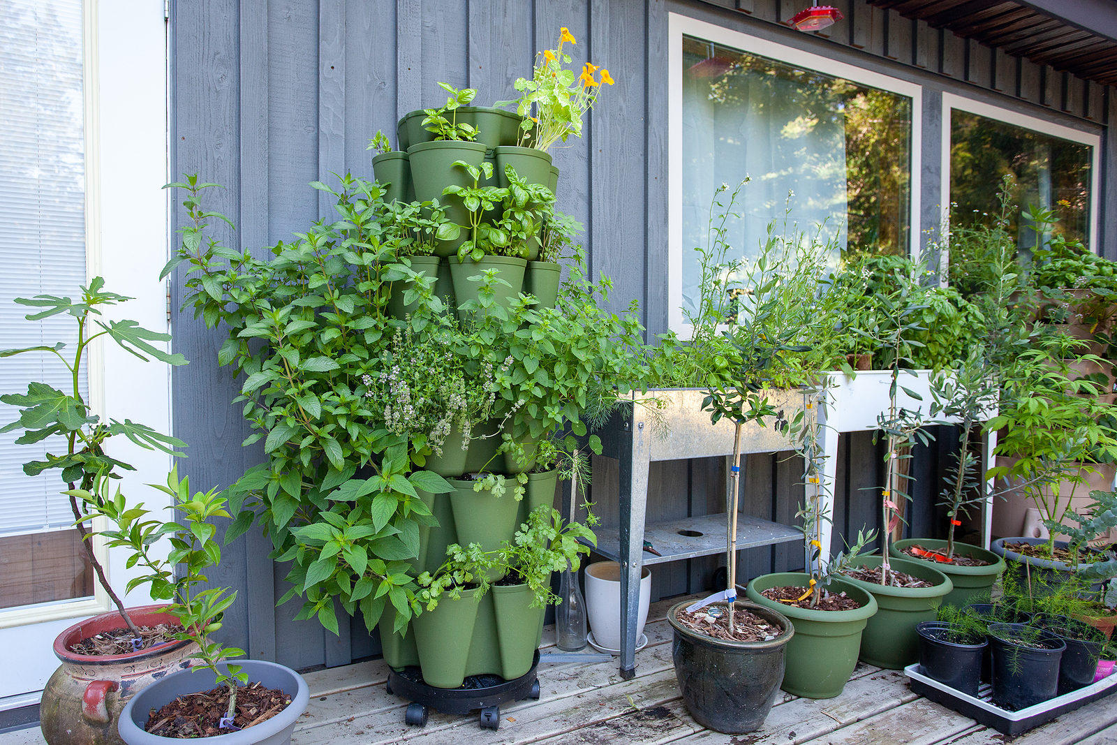 Vegetables growing in containers