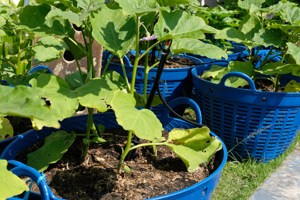 Patio pots with veggies