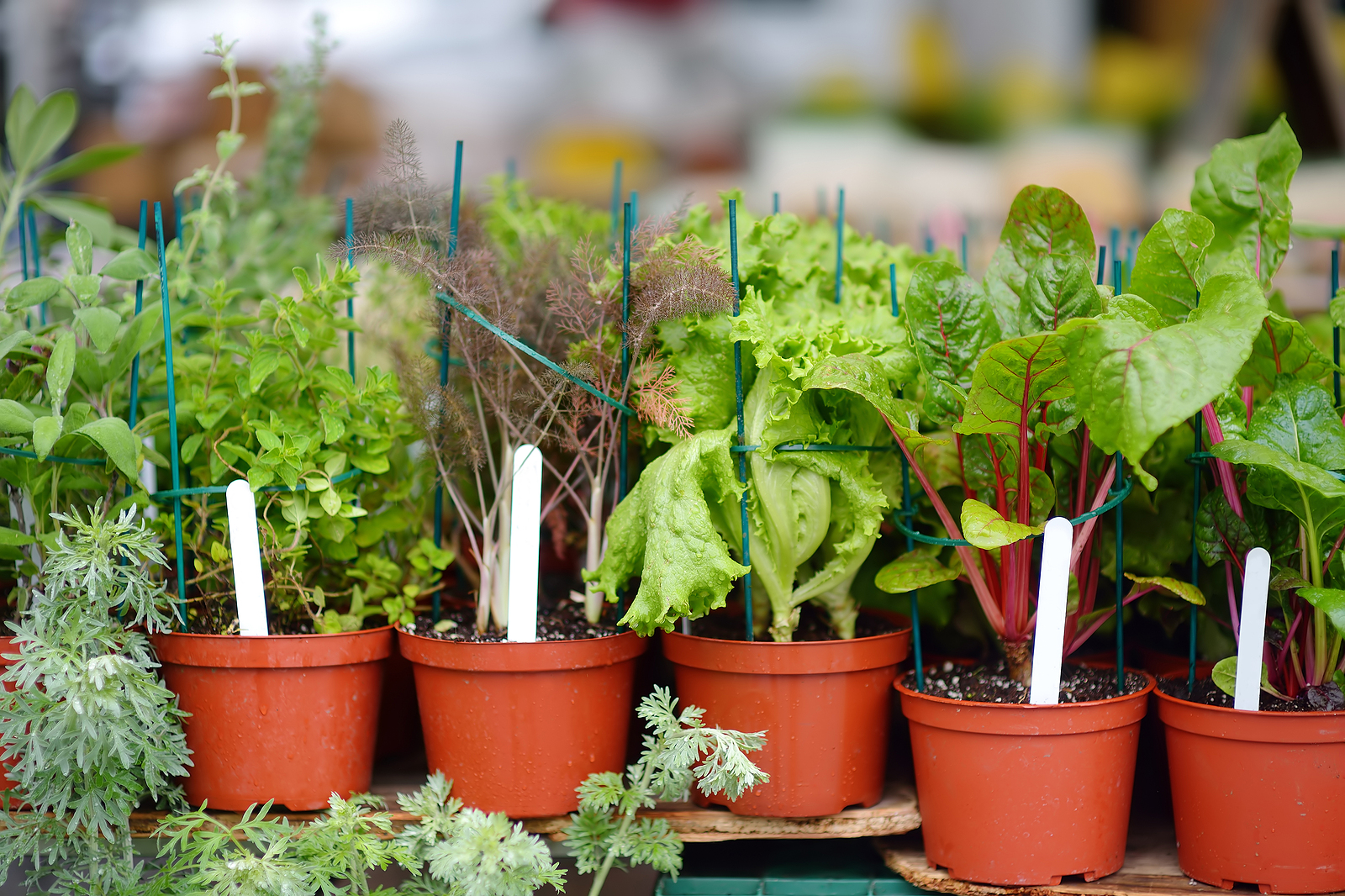 Small containers for leafy crops