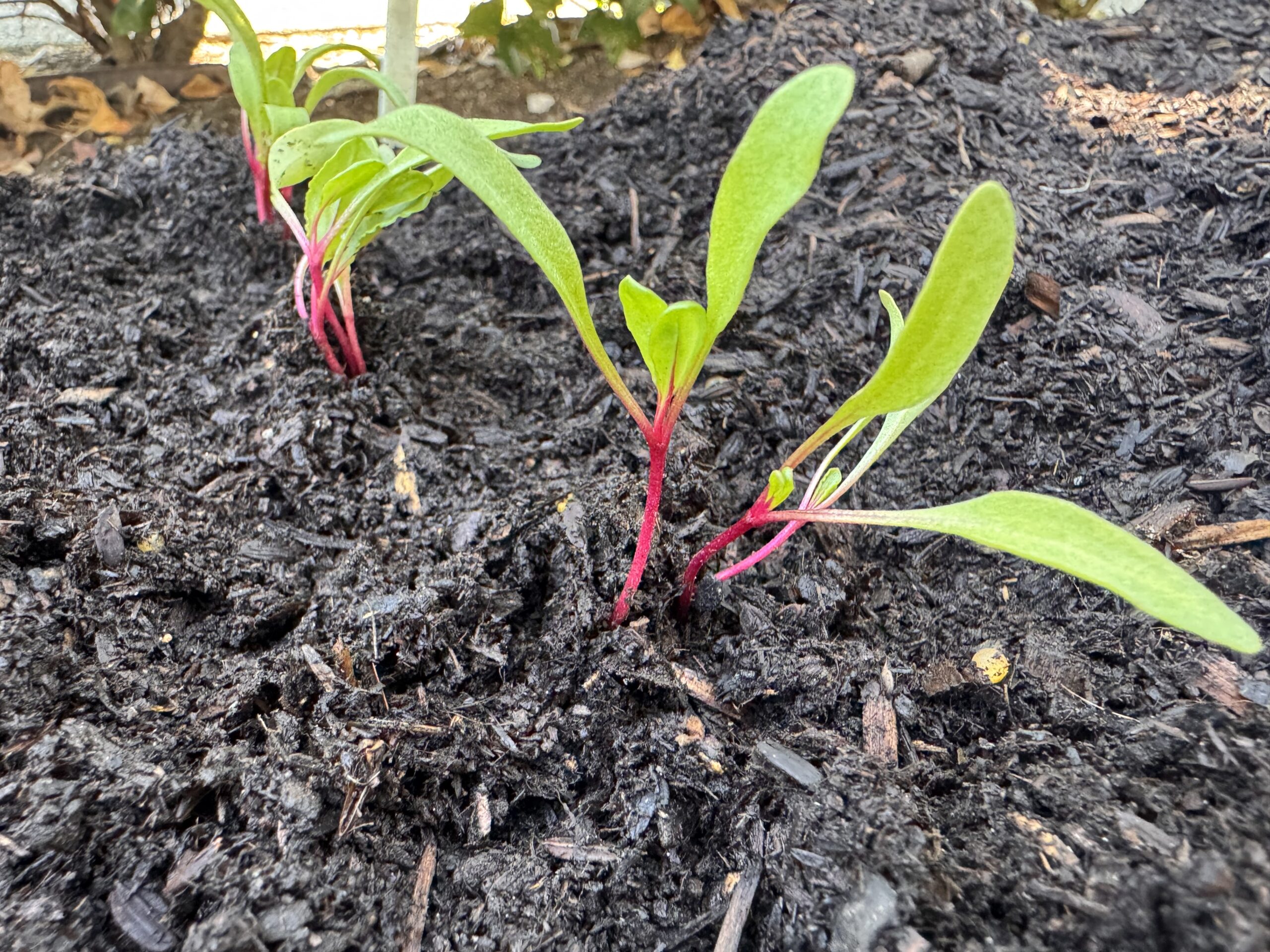 beet seedlings