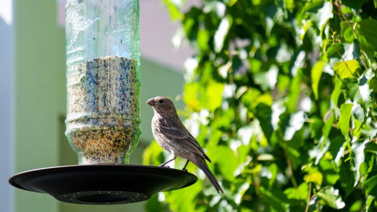 Bird feeder