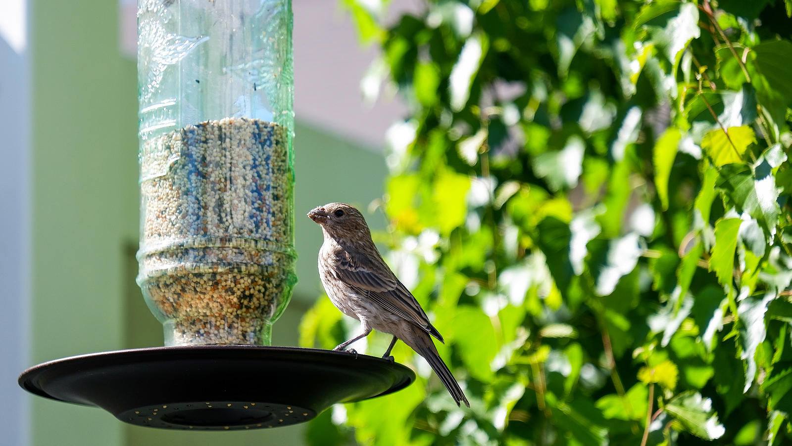 Bird feeder