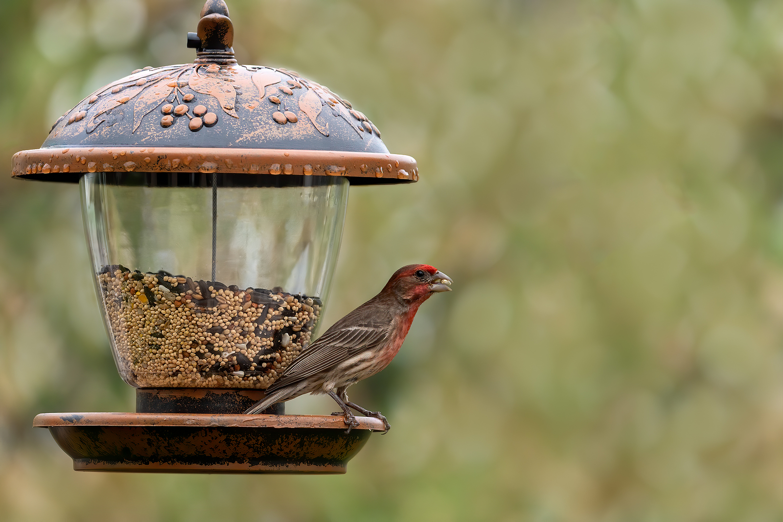 Bird seed and feeder