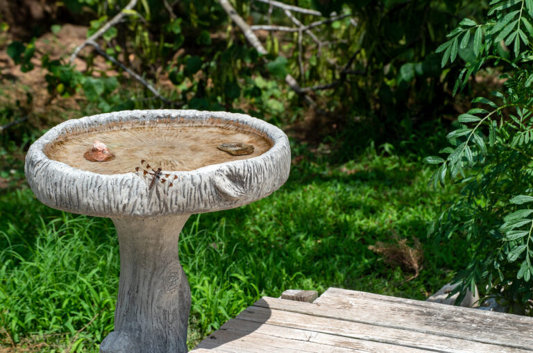 Birdbath