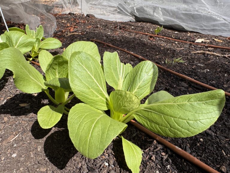 Bok choy