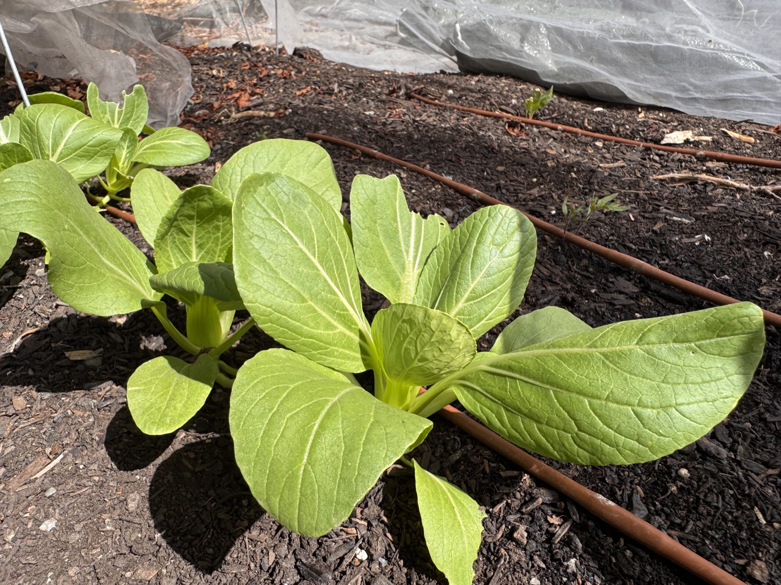 Bok choy