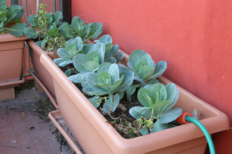 Cabbage growing in container