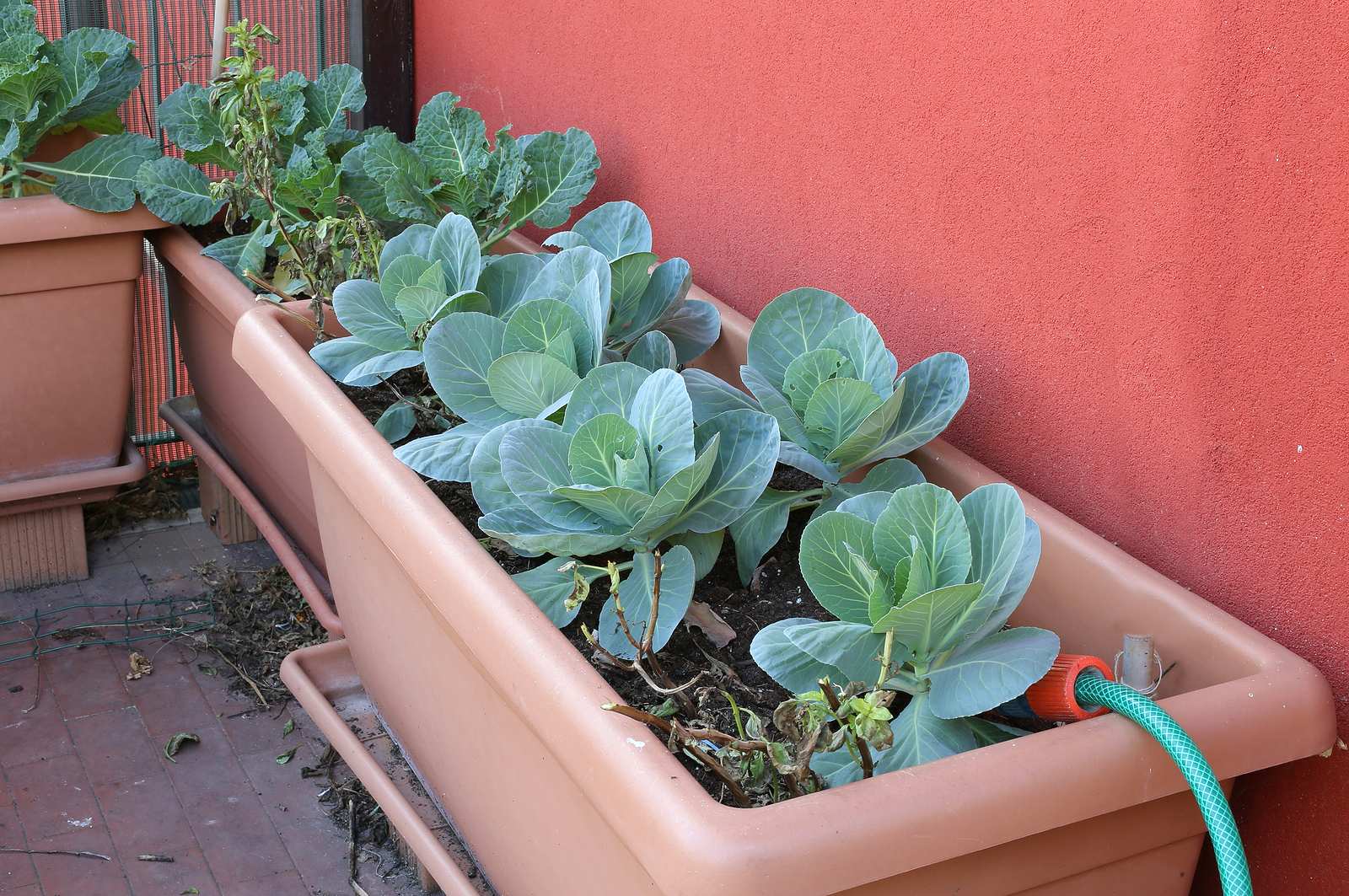 Cabbage growing in container