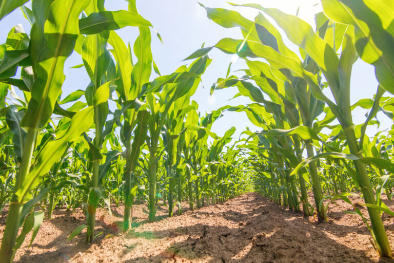 Sweet corn