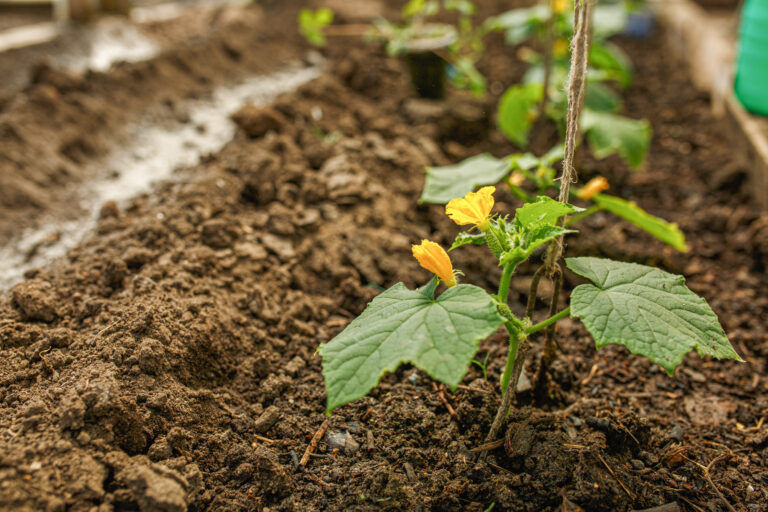 Young cucumber plants