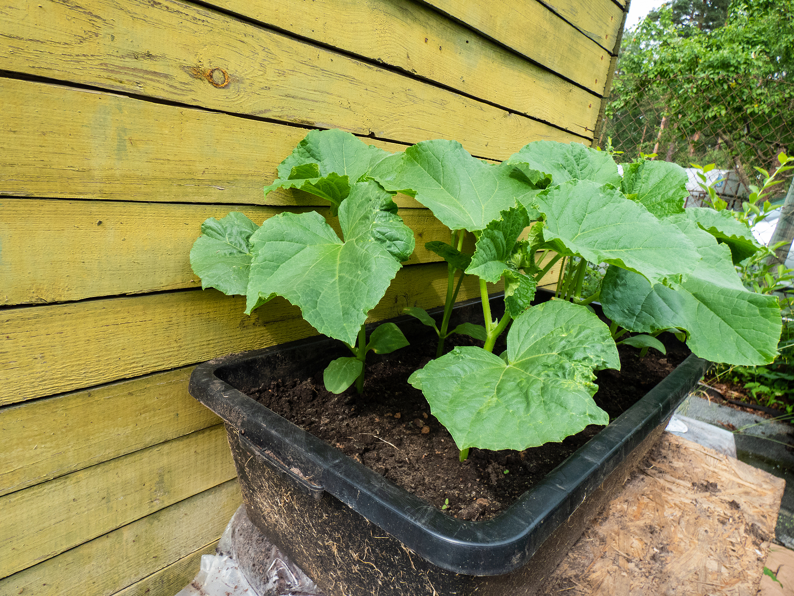 Cucumbers in a pot