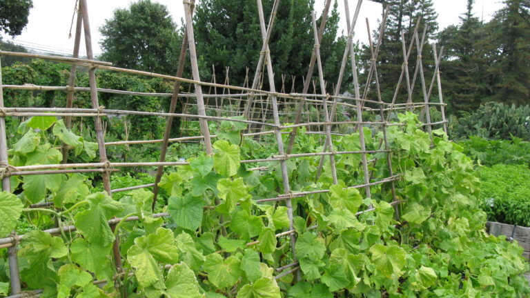 Cucumbers grow up A-frame