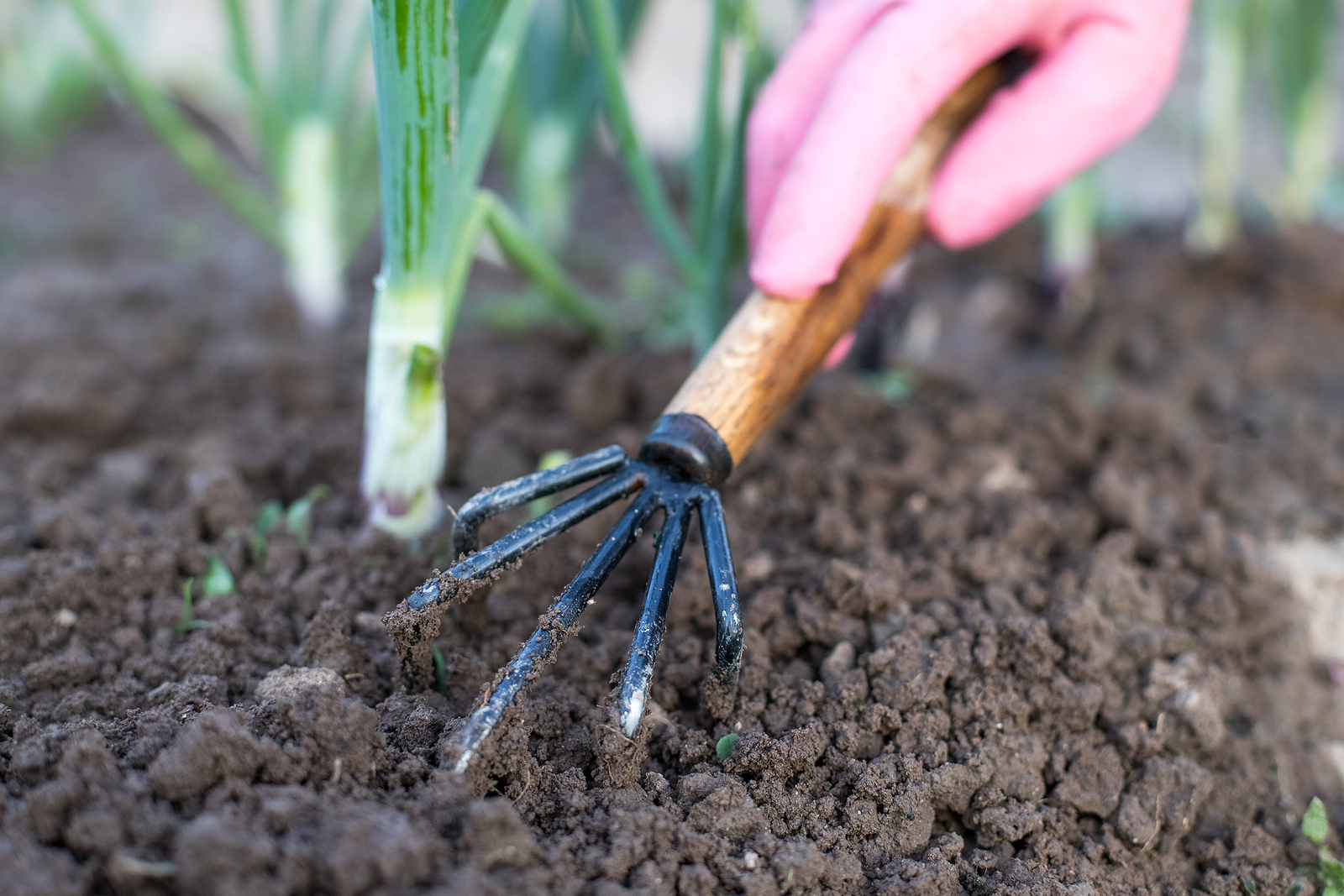 Hand Cultivator
