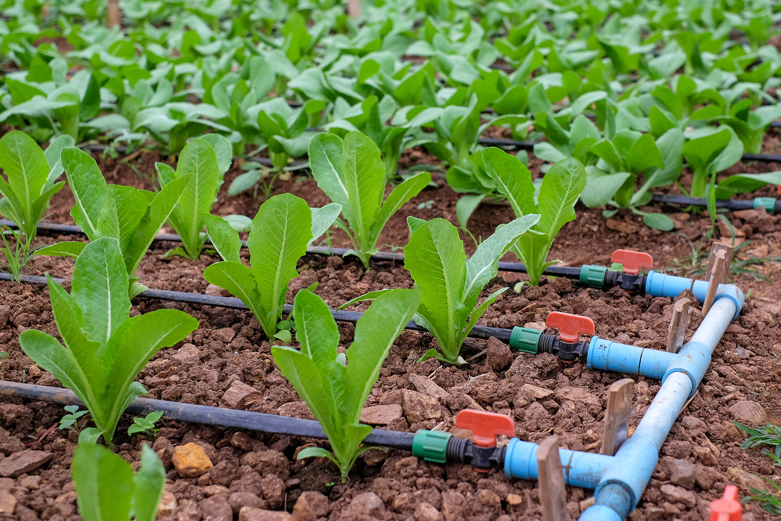Drip irrigation