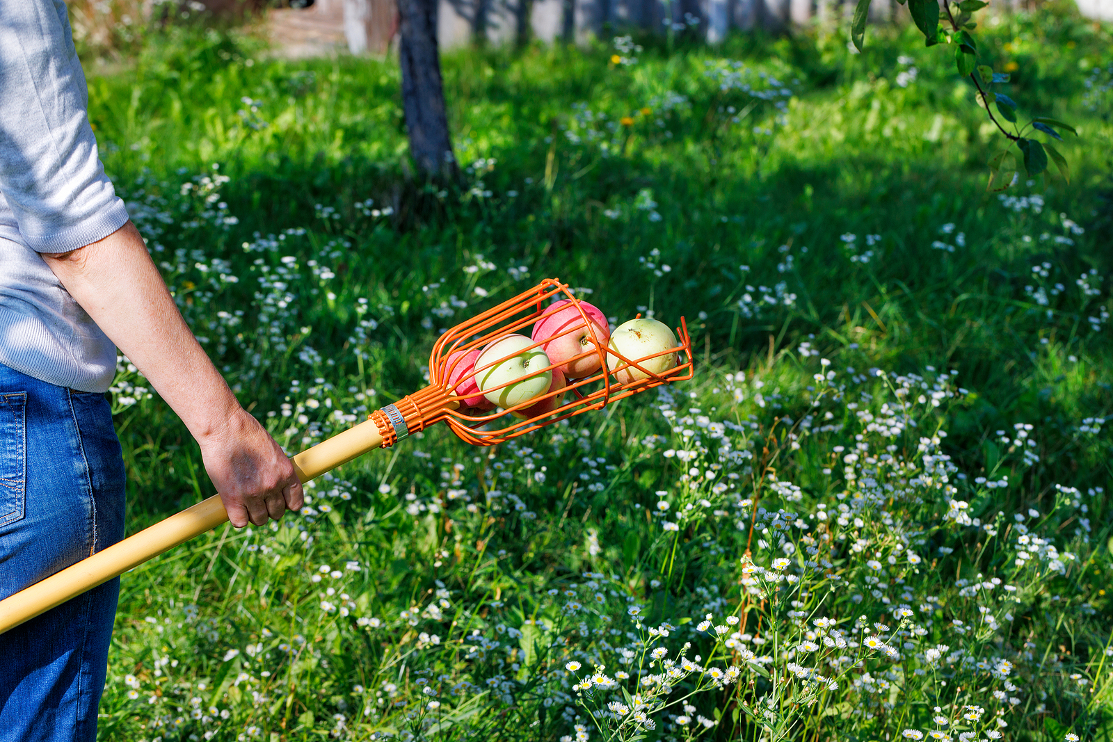 Fruit picker