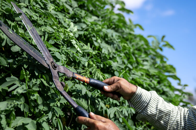 Hedge shears