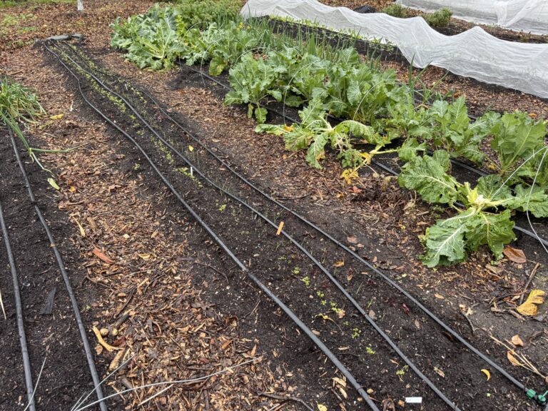 Planting beds