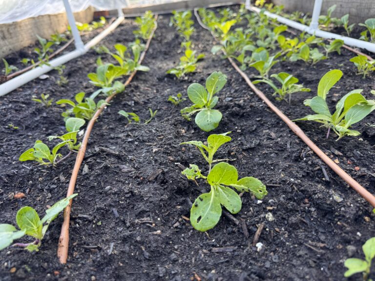 Spring planting