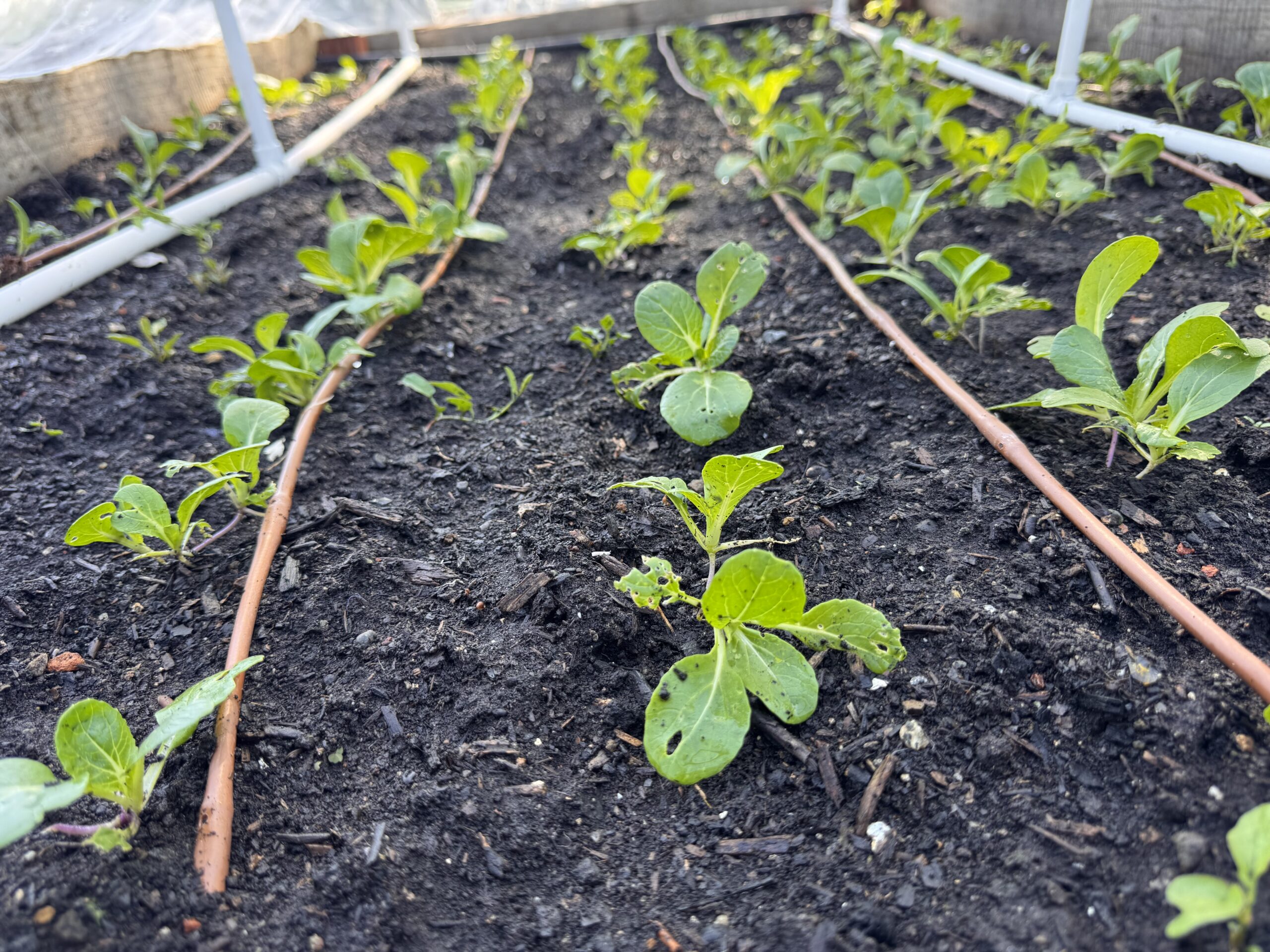 Spring planting