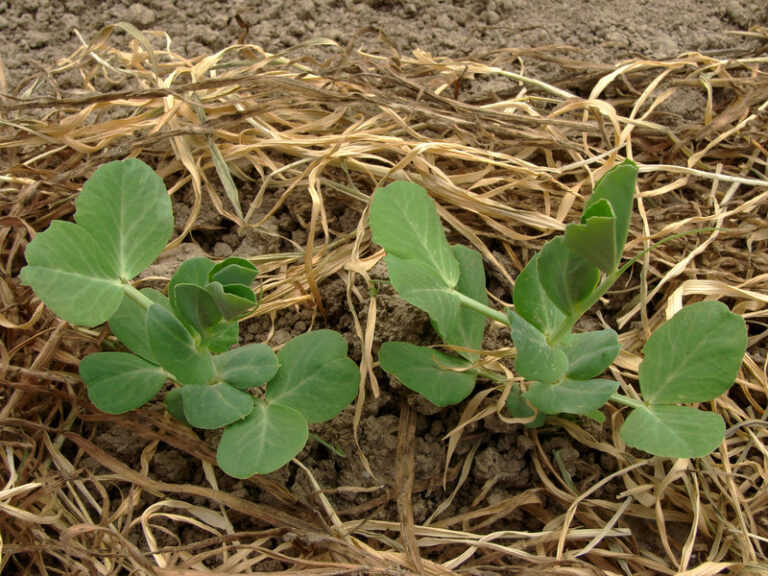 Peas with straw mulch