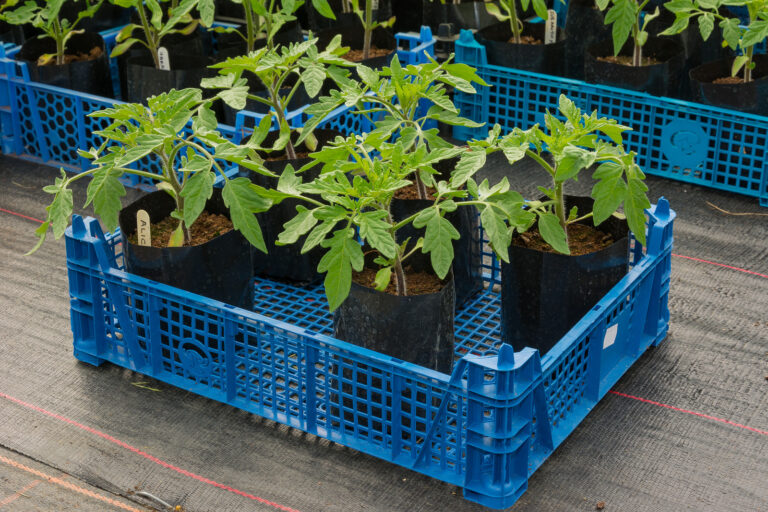 Tomato seedlings