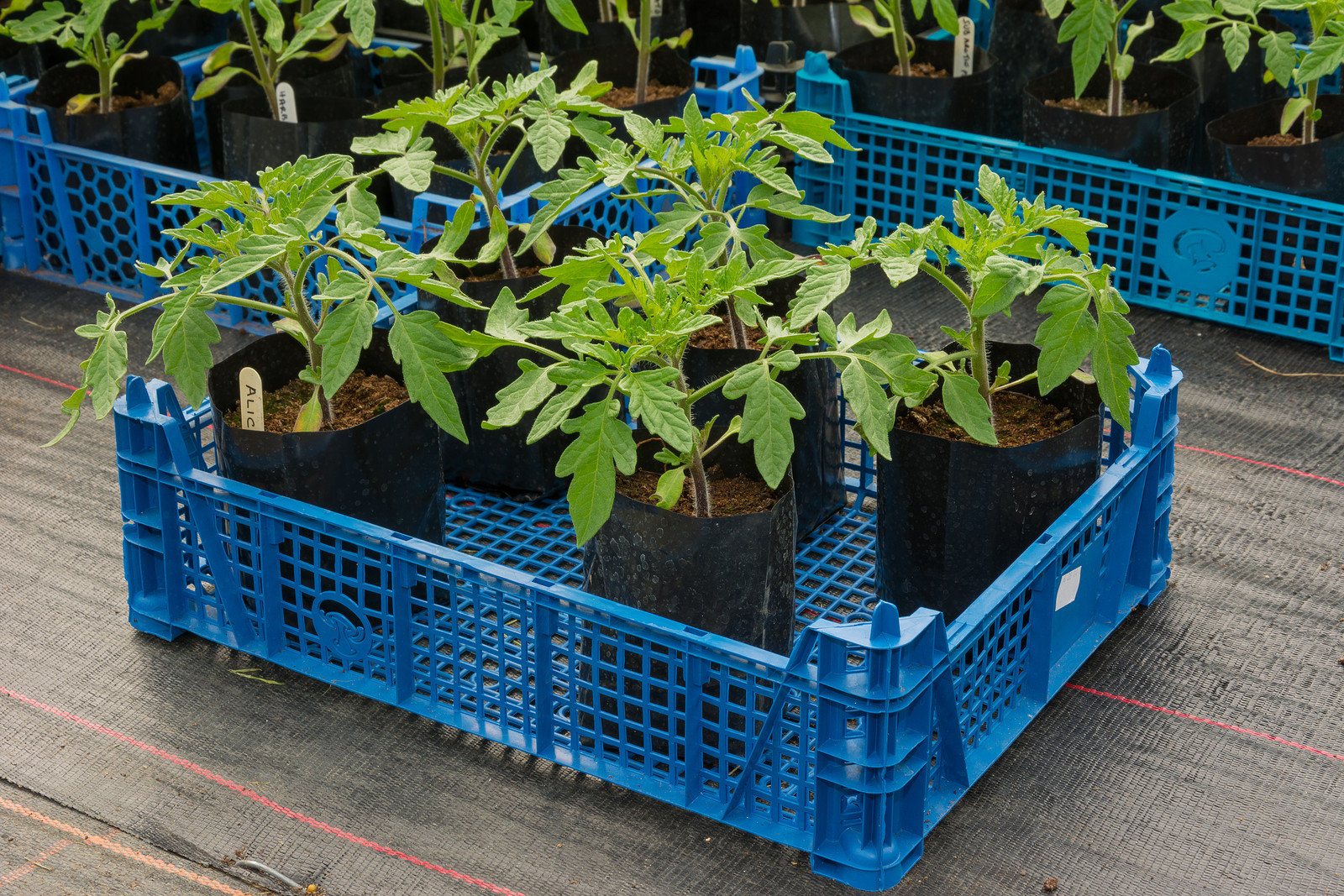 Tomato seedlings
