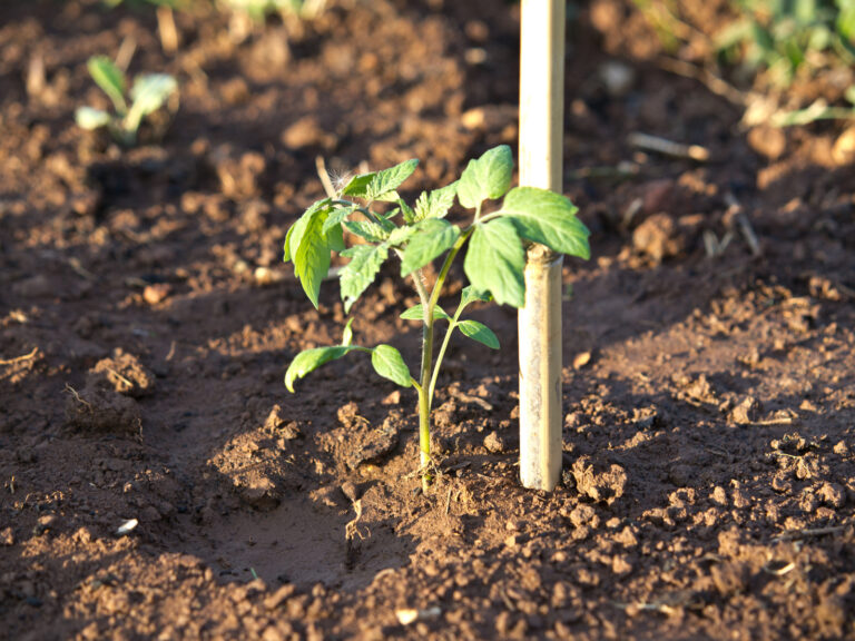 Tomato on stake