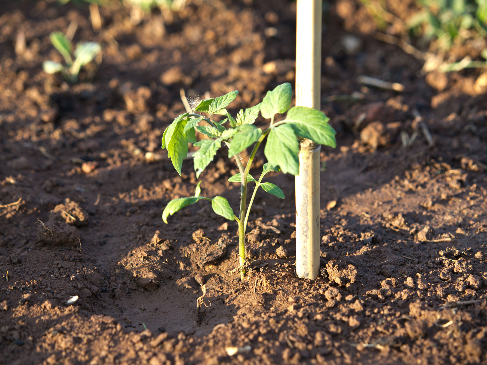 Tomato on stake